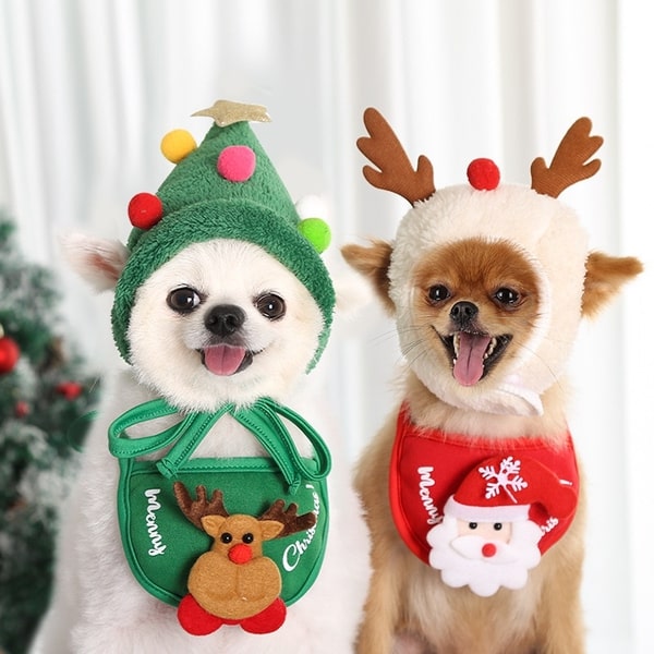 teddy pomeranians in christmas and reindeer hats