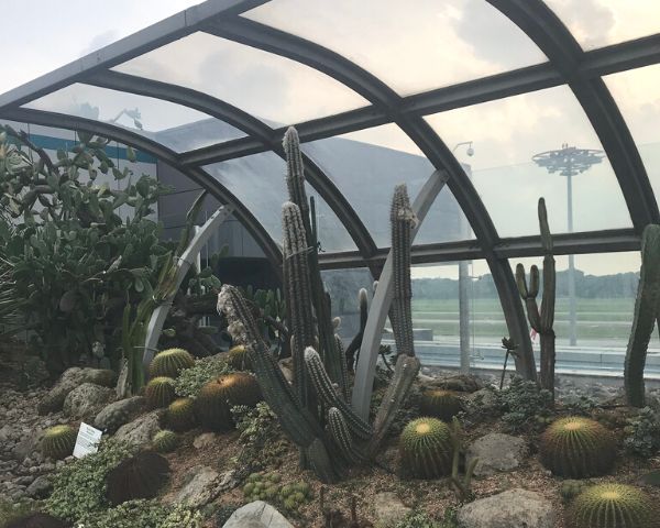 things to do in changi airport terminal 1 cactus garden