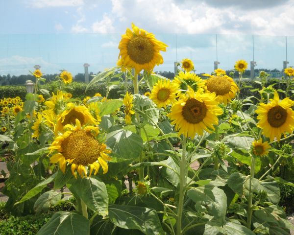 things to do in changi airport sunflower garden terminal 2