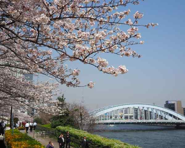 best places to see cherry blossoms in tokyo Sumida Park