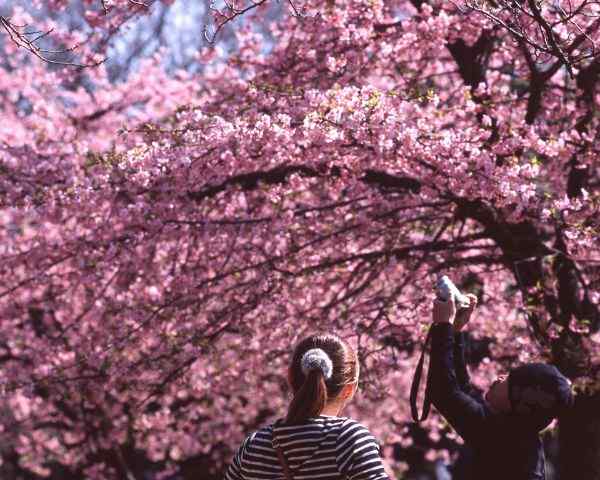 best places to see sakura in tokyo Yoyogi Park