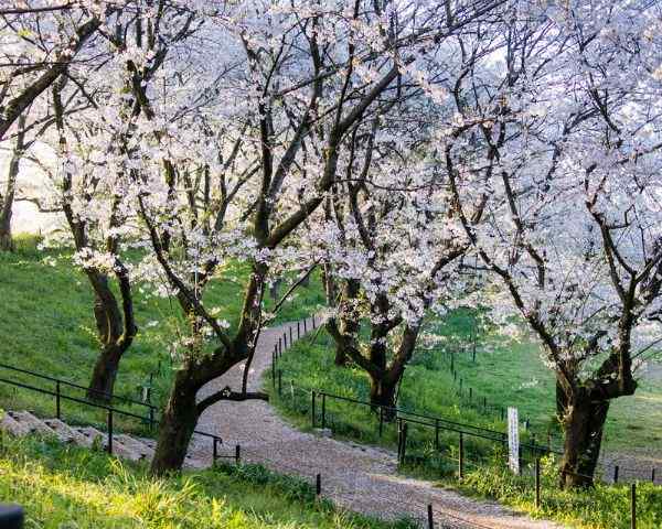 best places to see cherry blossoms in tokyo Gongendo Park