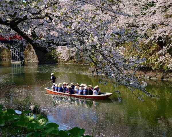 best places to see sakura in tokyo
