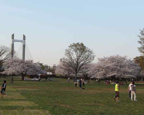 best places to see cherry blossoms in tokyo Kiba Park