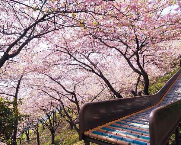 best places to see sakura in tokyo Nishi-Hirabatake Park