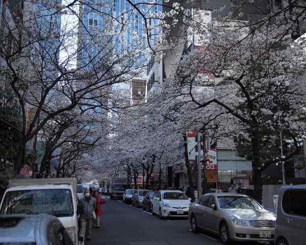best places to see sakura in tokyo Yaesu Sakura-Dori