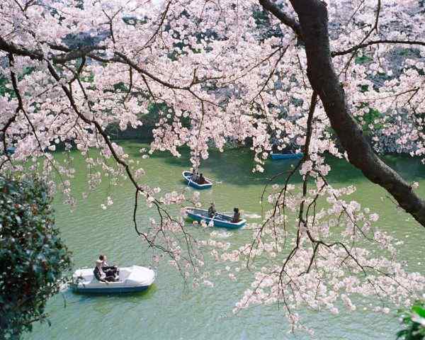 best places to see cherry blossoms in tokyo Chidorigafuchi Moat
