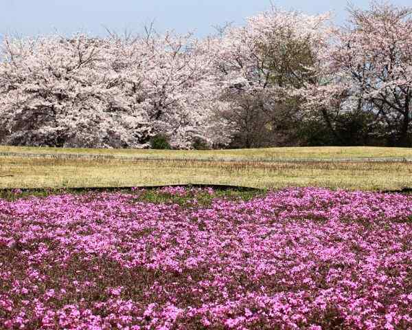 best places to see sakura in tokyo Omiya Hananooka Norin Garden