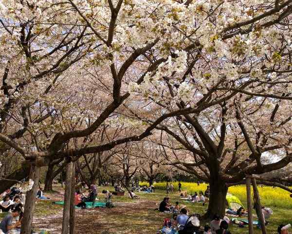 best places to see cherry blossoms in tokyo Showa Kinen Park