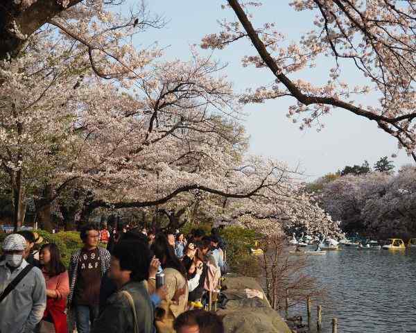 best places to see sakura in tokyo Inokashira Park