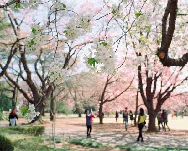 best places to see cherry blossoms in tokyo Shinjuku Gyo-en