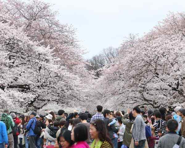 best places to see sakura in tokyo Ueno Park