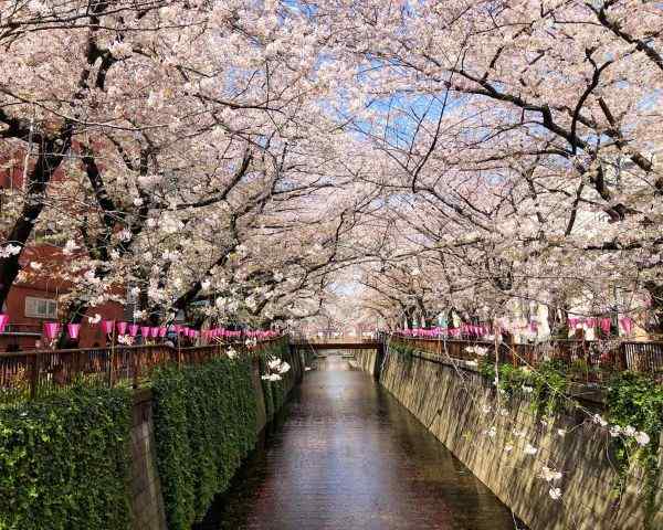 best places to see cherry blossoms in tokyo Nakameguro 