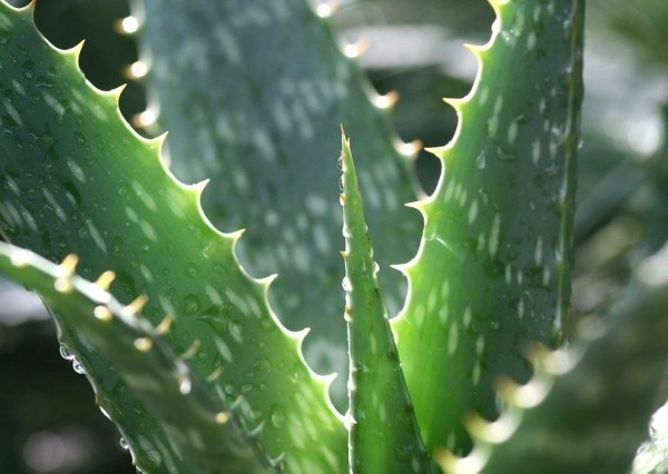 best aloe vera gel singapore