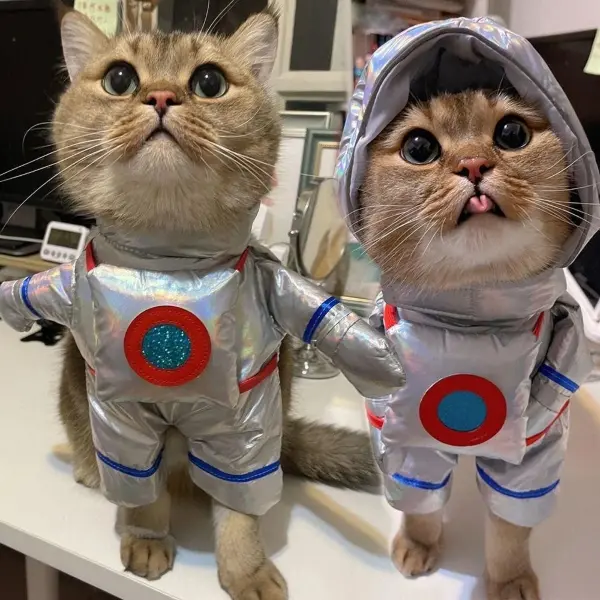 Astronaut Cat