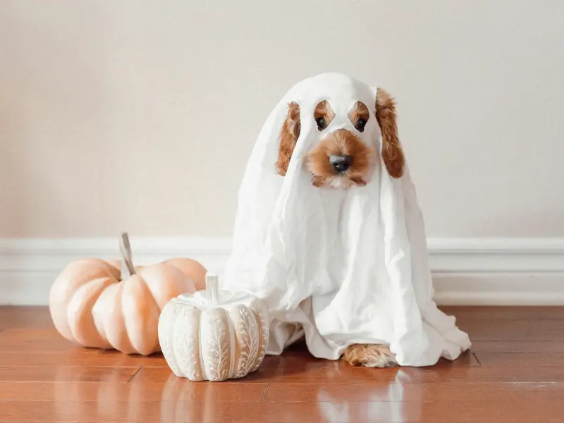 Best Halloween Costumes For Pets