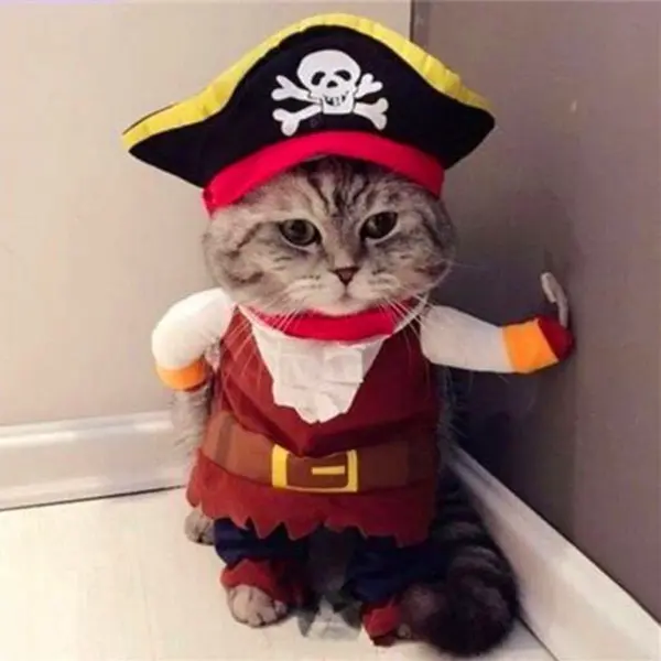 Pirates Of The Cattobbean Best Halloween Costumes For Pets