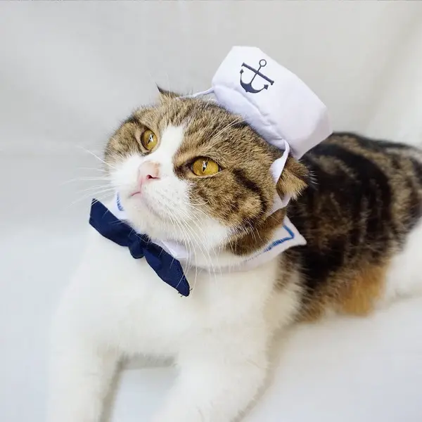 Sailor Cat Best Halloween Costumes For Pets