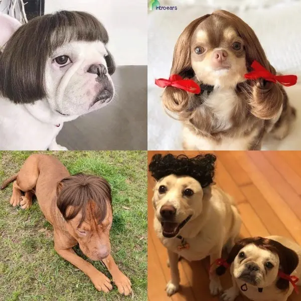 Wigs halloween costumes for pets dog cat