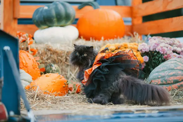 choosing the best Halloween costumes for pets