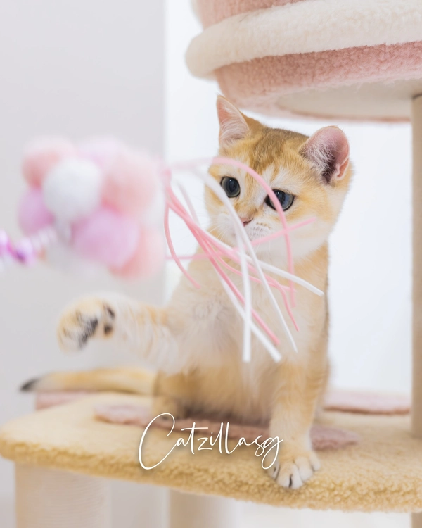 best cat hotel singapore: Catzilla Hotel Express