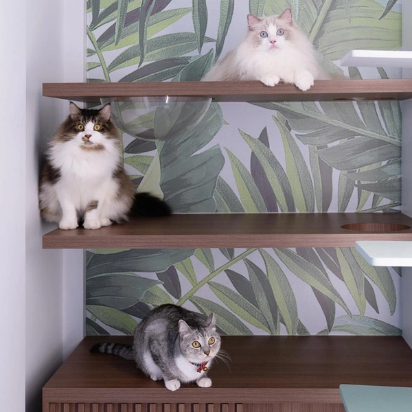 best cat hotel singapore: Cradle Cat Hotel