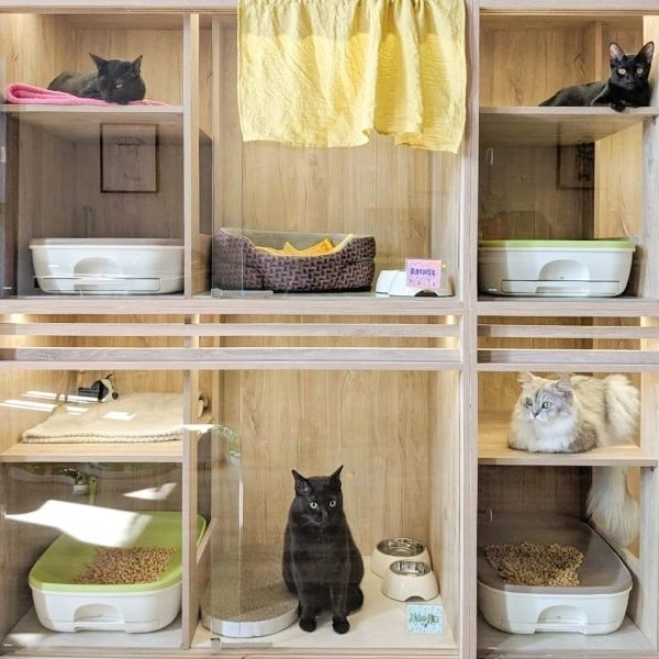 best cat boarding singapore: Nekoya Cat Hotel