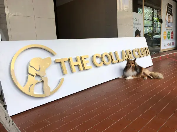 best dog boarding singapore The Collar Club