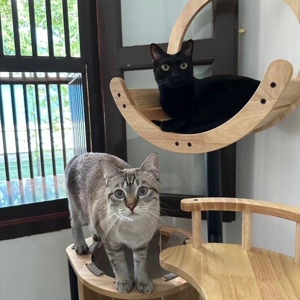 best cat boarding singapore: The Luxe Meownor