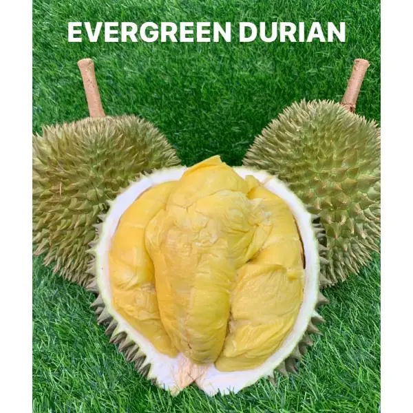 Durian Evergreen best durian delivery singapore