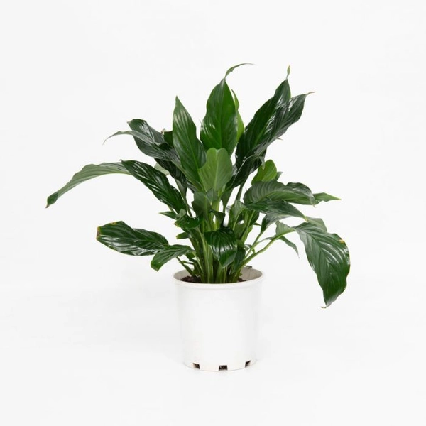 Secret Santa gift idea under $20 singapore: Peace Lily Plant