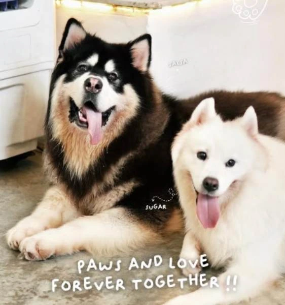 home by tales of paws things to do in jb