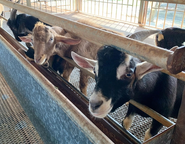 Feeding the goats at Hay Dairies - children's activities december singapore