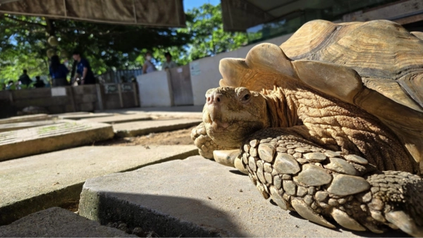 Live Turtle and Tortoise Museum of Singapore - school holiday activities