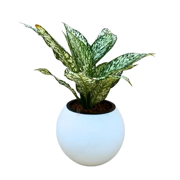 housewarming gift idea for friends: Self-watering Plant