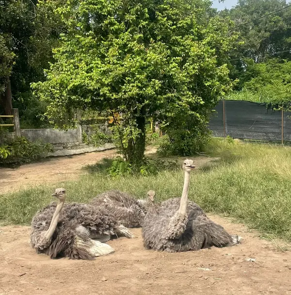 Places to visit in malaysia from singapore: Port Dickson Ostrich Farm