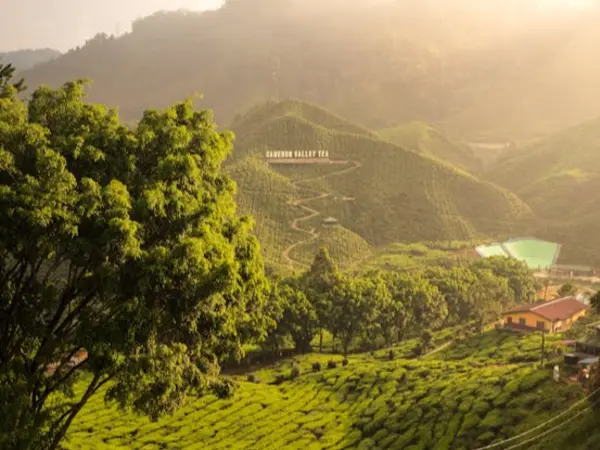 short getaway from singapore: Cameron highlands