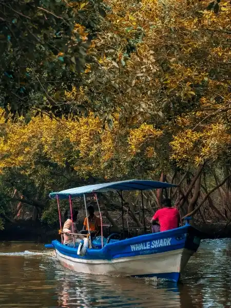 go on a romantic mangrove boat tour things to do in bintan