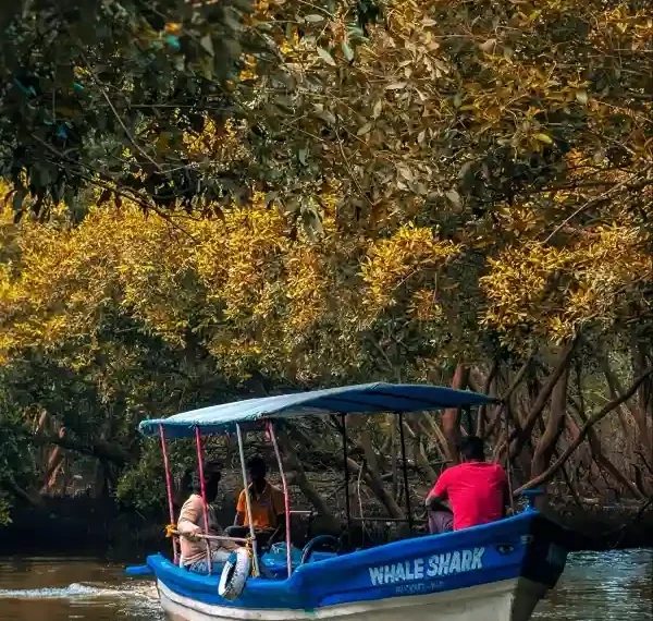 go on a romantic mangrove tour things to do in bintan