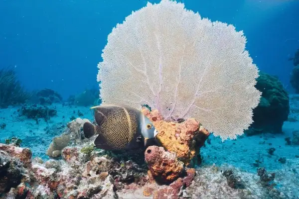 go snorkelling with tropical fish things to do in bintan