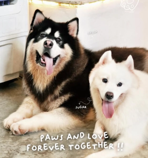home by tales of paws things to do in jb