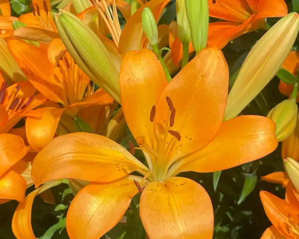 Lilytopia at Gardens by the Bay