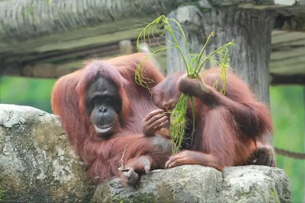 visit safari lagoi and eco farm things to do in bintan