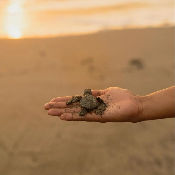 witness turtles nesting and hatching