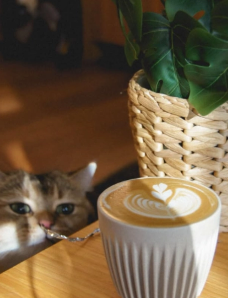 brew with grace home cafes