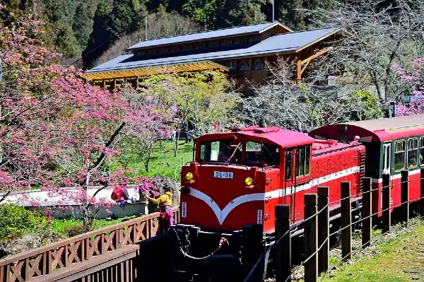 alishan national forest recreation area and railway
