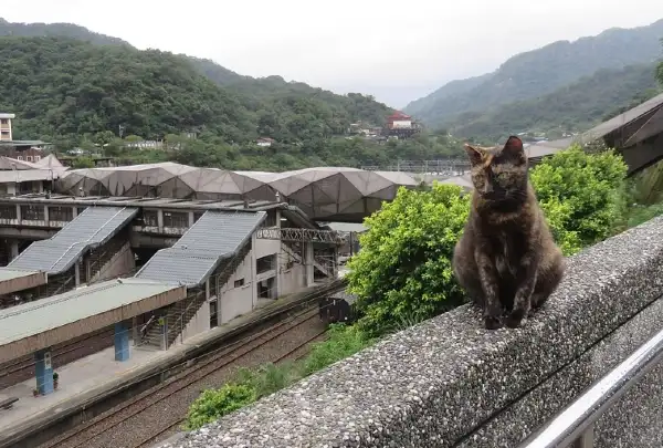 houtong cat village things to do in taiwan