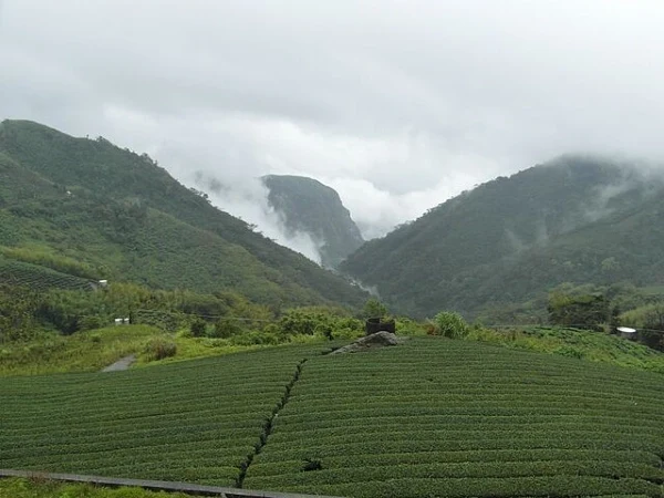 morning and breakfast head to alishan tea plantation to sample oolong tea taiwan road trip 