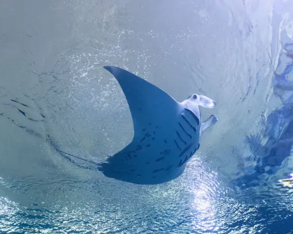 Explore the Underwater World at Singapore Oceanarium
