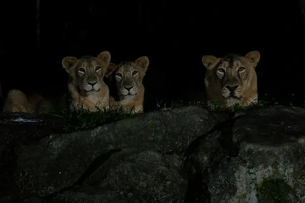 what to do at night singapore: Visit Night Safari